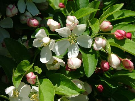 dwarf crabapple tree pictures